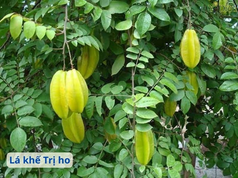 Lá Khế – Bí Quyết Tự Nhiên Trị Ho Hiệu Quả An Toàn Tại Nhà